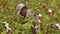 We’re Growing Our Regenerative Organic Certified® Cotton Collection!