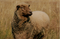 The Woolaroo Story