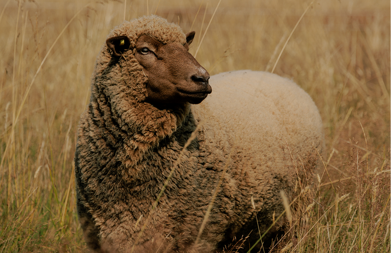 The Woolaroo Story