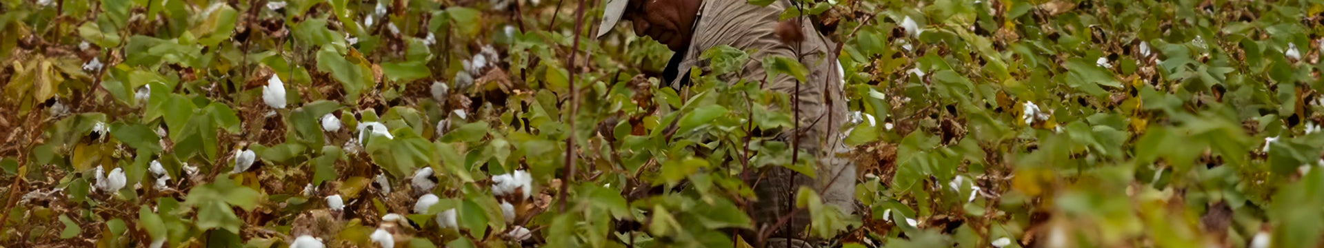 Person working in a cotton field with green plants and white cotton bolls.