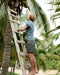 Person climbing a ladder to reach coconuts on a palm tree