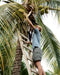 Person climbing a ladder to reach coconuts on a palm tree