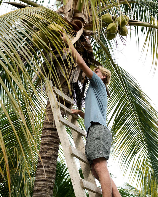Person climbing a ladder to reach coconuts on a palm tree